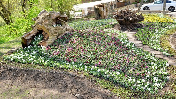 Silvia Radu: Floral carpets already planted. Let's take care of them 