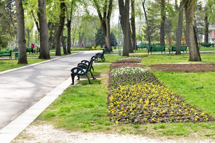 Silvia Radu: Floral carpets already planted. Let's take care of them 