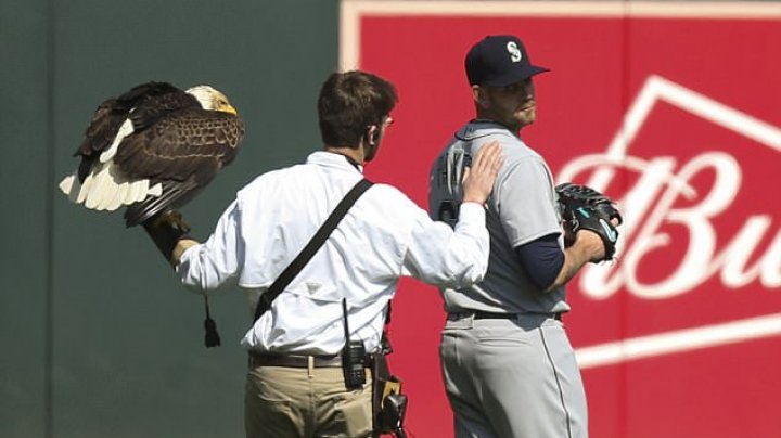 Bald Eagle decided to land on Mariners' pitcher James Paxton (Video)