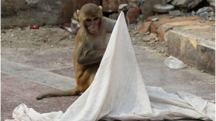 Monkey wanted in India after snatching a baby