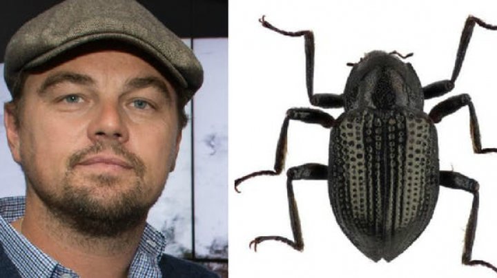 New species of water beetle named after Leonardo DiCaprio