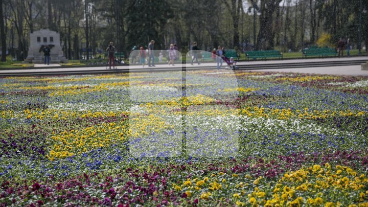 Chisinau's floral carpet debut on international media 