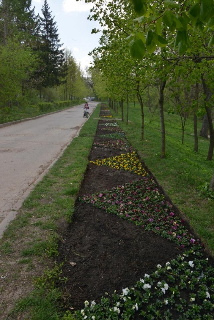 Silvia Radu: Floral carpets already planted. Let's take care of them 