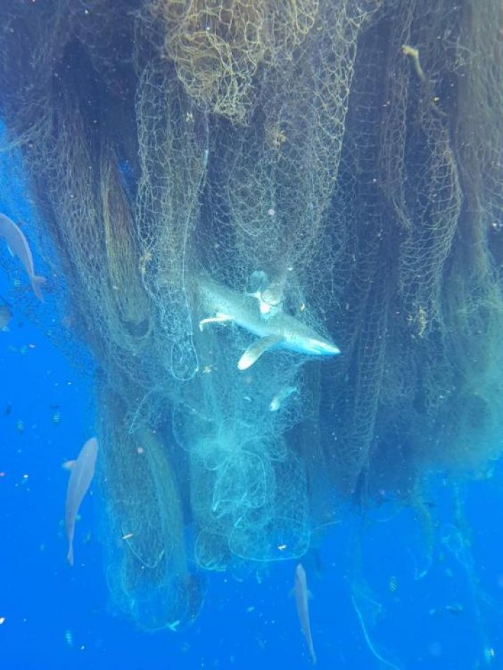 Abandoned fishing net drifting across Caribbean Sea caught and killed hundreds of fishes and sharks