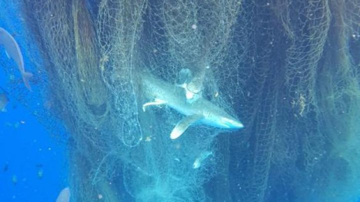 Abandoned fishing net drifting across Caribbean Sea caught and killed hundreds of fishes and sharks