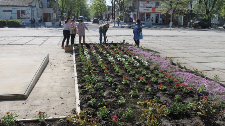 Too good to pass up. Mayor of Glodeni, member of Our Party, stole Silvia Radu's idea to install a flower carpet