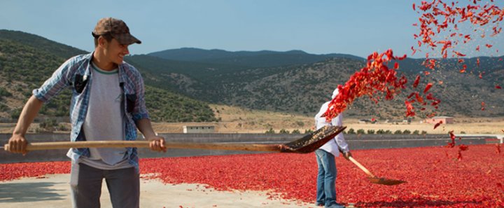 Syrian refugees in Turkey are learning agricultural skills for a better future