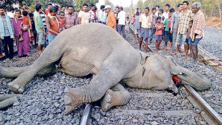 Elephants killed by train in India while crossing rail tracks 