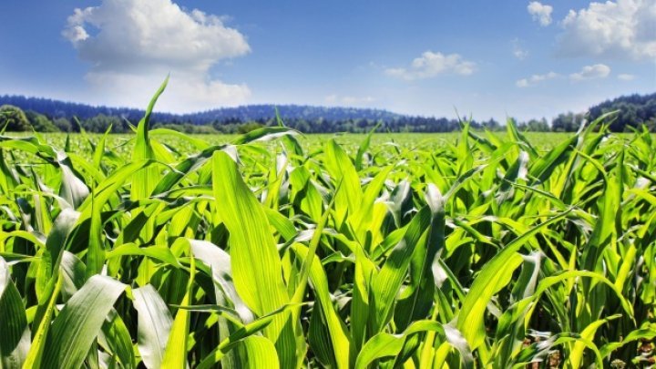 Snow from March benefits autumn crops. Farmers await abundant harvest 