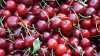 First cherries from Moldova appeared on the market