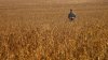 Reviving Ukraine's Breadbasket. Investing in grain policies, farmers and infrastructure