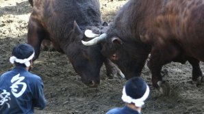Japan women allowed into bullfighting ring 