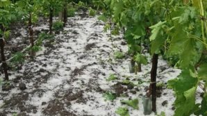 Hail destroyed agricultural lands from Calarasi and Anenii Noi districts