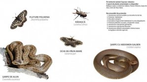 Over 120 rare species of plants and animals from Soroca and Stefan Voda districts got passports