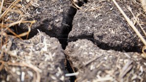 Yellow drought code. What plants are most affected?