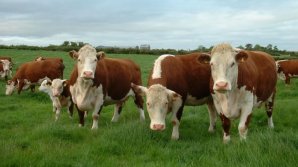 Story of the young entrepreneur from Moldova who owns a farm with 120 cattle in Soroca 