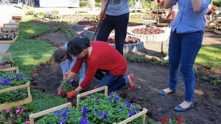 Silvia Radu plants flowers in Stefan Cel Mare park in 'Do something good for Chisinau' campaign 