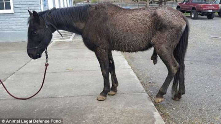 Daily Mail: Horse sues former owner for $100,000 for inattention after malnourishment, prolapsed penis  