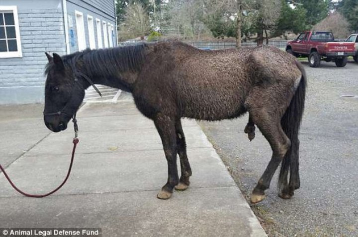 Eight-year-old horse named Justice is suing his former Oregon owner for $100,000 in damages in neglect case that is setting rare precedent