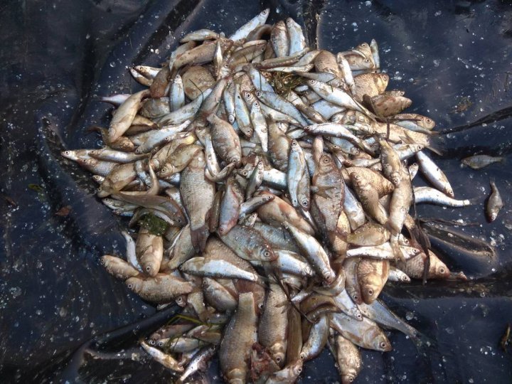 Two poachers were caught fishing on Răut river