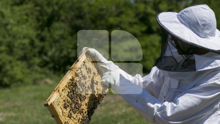 Moldovan who pulls off honey harvest thanks to AOAM reward (photoreport) 