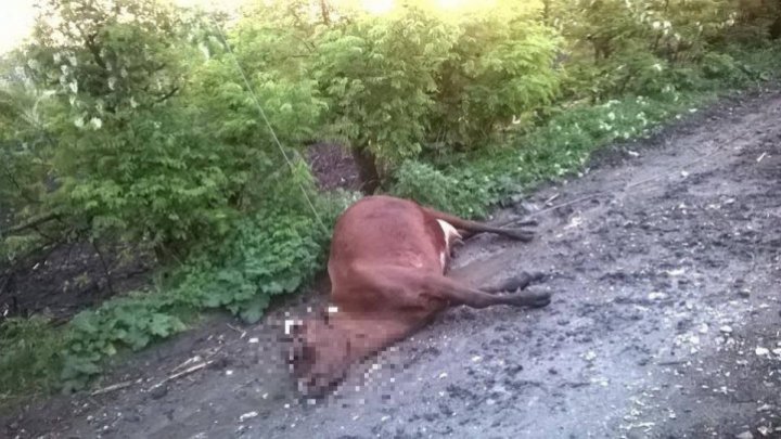 Strong wind and sleet caused significant damages in multiple localities from Moldova