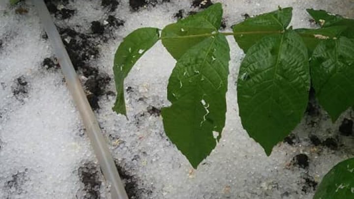 Sleet caused havoc in multiple settlements from the Country. Storm destroyed crops (Photo)