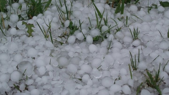 Sleet destroyed around 500 hectares of sunflowers in Chircăieşti village