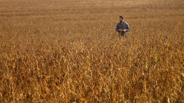 Reviving Ukraine's Breadbasket. Investing in grain policies, farmers and infrastructure