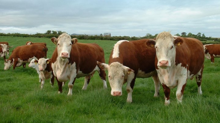 Story of the young entrepreneur from Moldova who owns a farm with 120 cattle in Soroca 