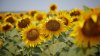 Slight prognoses: Sunflower harvest will be lower by about 30 percent this year