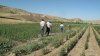 Experts: Organic produce can spur development in Central Asia