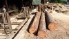 Wood energy is no sleeping giant, say UNECE/FAO experts