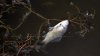 Dead fish can be seen floating in the lake from Valea Morilor park