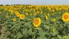 Yellow Warning for heat issued across Moldova 