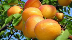 First apricots from Republic of Moldova appeared on market. How much is a killogram