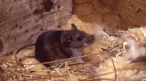 Footage of mice pillaging a pack of rolls in Burger King restaurant from Delaware 