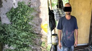 Man from Capital arrested for growing cannabis in his yard (Video)