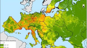 FAO’s novel wild boar map could improve the management of African swine fever