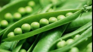 First harvest of peas and beans on Capital markets. How much does one kilo cost?