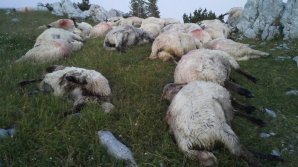 43 sheep killed and shepherd injured after lightning stroke Copceac village