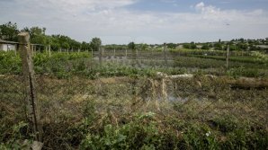 Heavy Rains in Moldova: Over 200 hectares of crops destroyed (Photo)