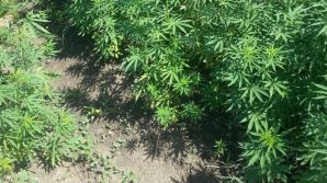 Hemp land revealed in Bubuieci. What does owner of land risk?