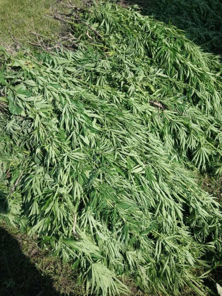 Law enforcement discovered cannabis being grown among sugar beet in Drochia (Photo)