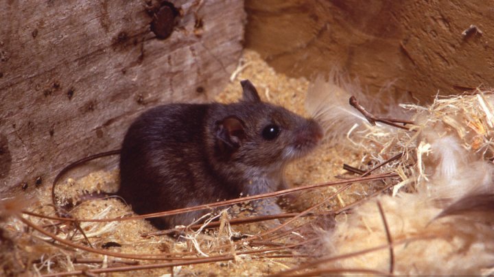 Footage of mice pillaging a pack of rolls in Burger King restaurant from Delaware 