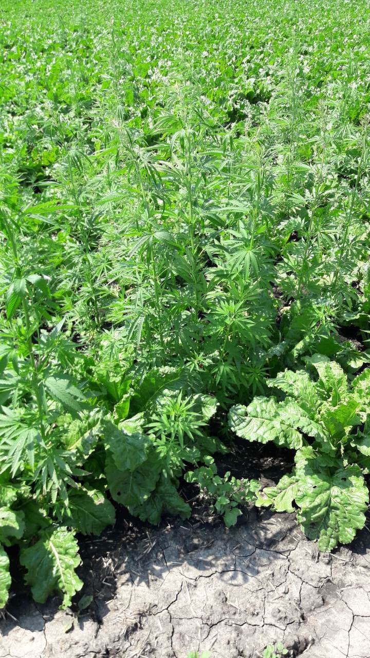 Law enforcement discovered cannabis being grown among sugar beet in Drochia (Photo)