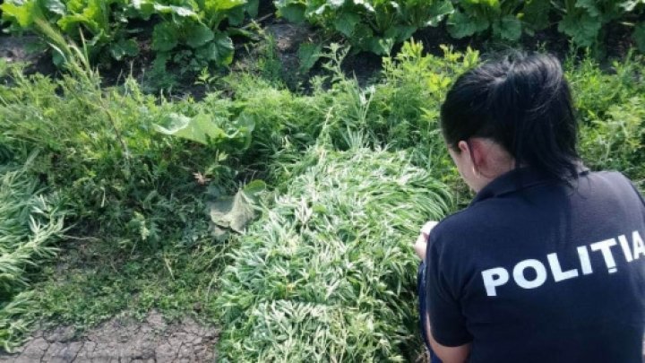 Law enforcement discovered cannabis being grown among sugar beet in Drochia (Photo)