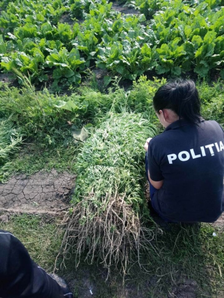 Law enforcement discovered cannabis being grown among sugar beet in Drochia (Photo)