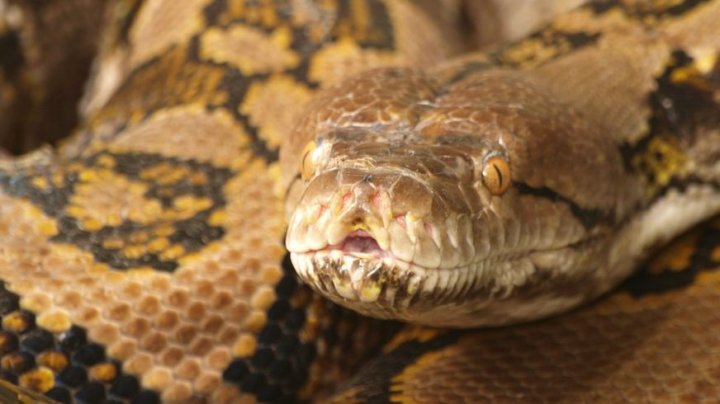 An Indonesian woman killed and swallowed whole by 7m long python