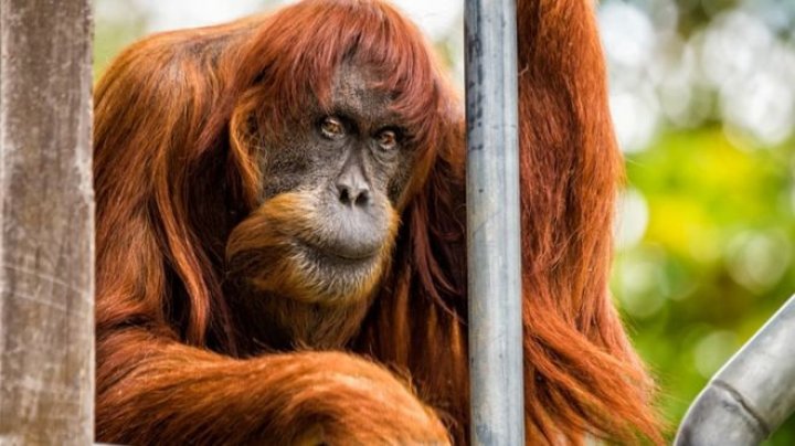 World's oldest known Sumatran orangutan died aged 62 in Australia